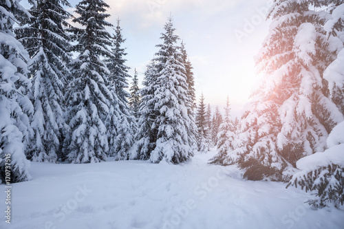 Winter mountain snowy forest © Nickolay Khoroshkov