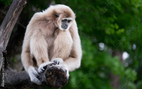 Konstfotografi The gibbon waiting something