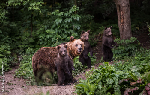 Brown bear mother and cubs. Brown bear family.