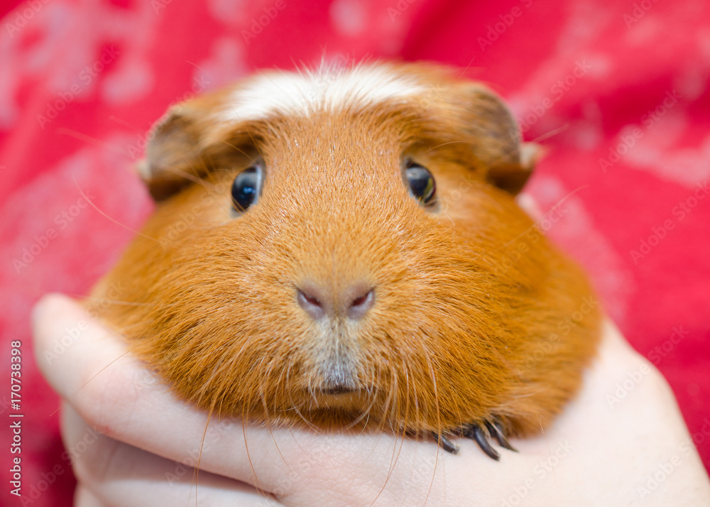 Funny cute guinea pig in a human hand (on the red background) Funny cute guinea pig in a human hand (on the red background)