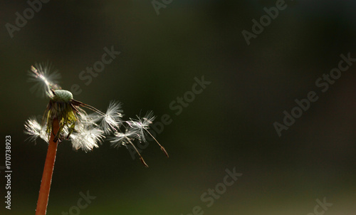 Fototapeta Naklejka Na Ścianę i Meble -  Dandelion Seed