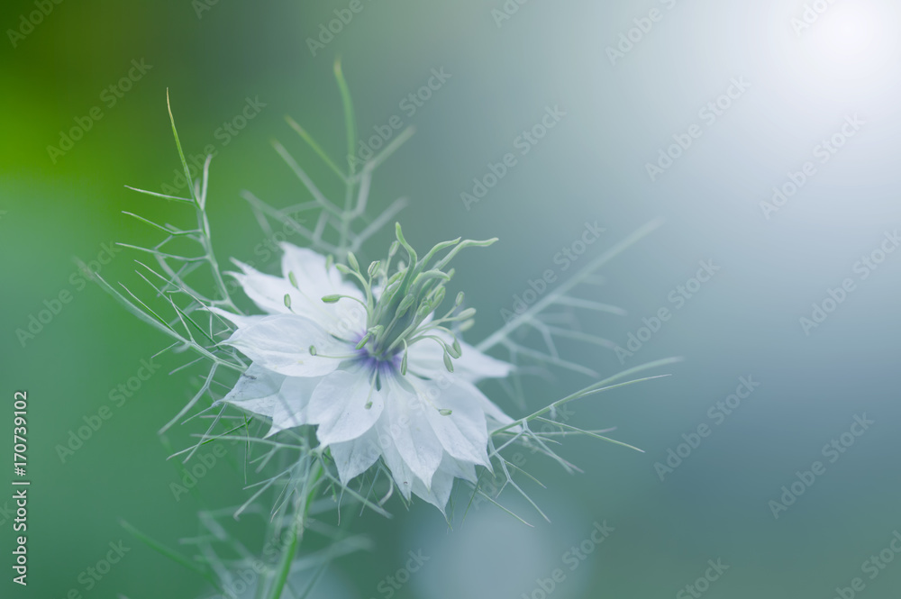 Fototapeta premium white nigella flower on a gentle blue background