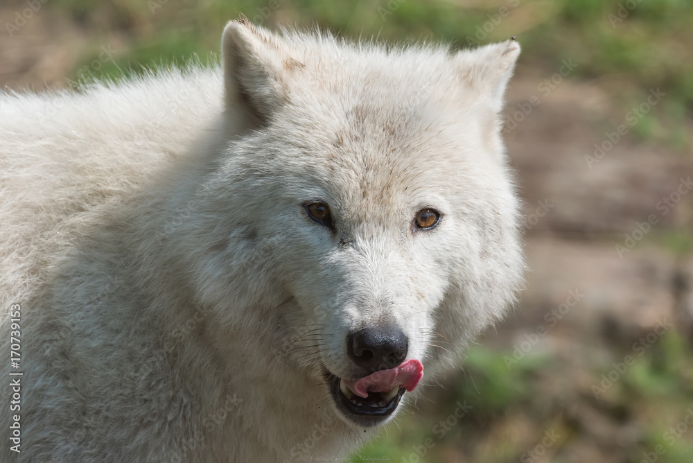 Loup Blanc