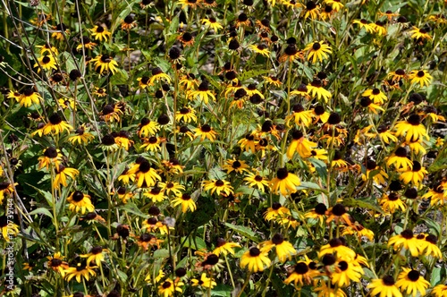 bed of flowers