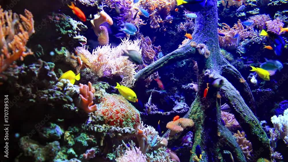 Colorful sea underwater wildlife in a sea aquarium 