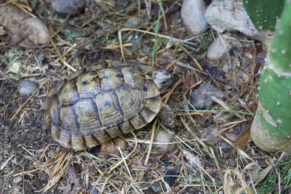 Obraz premium Tortue