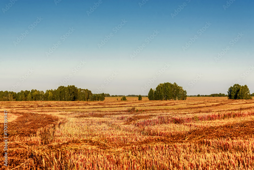 field straw buckwheat harvest agriculture