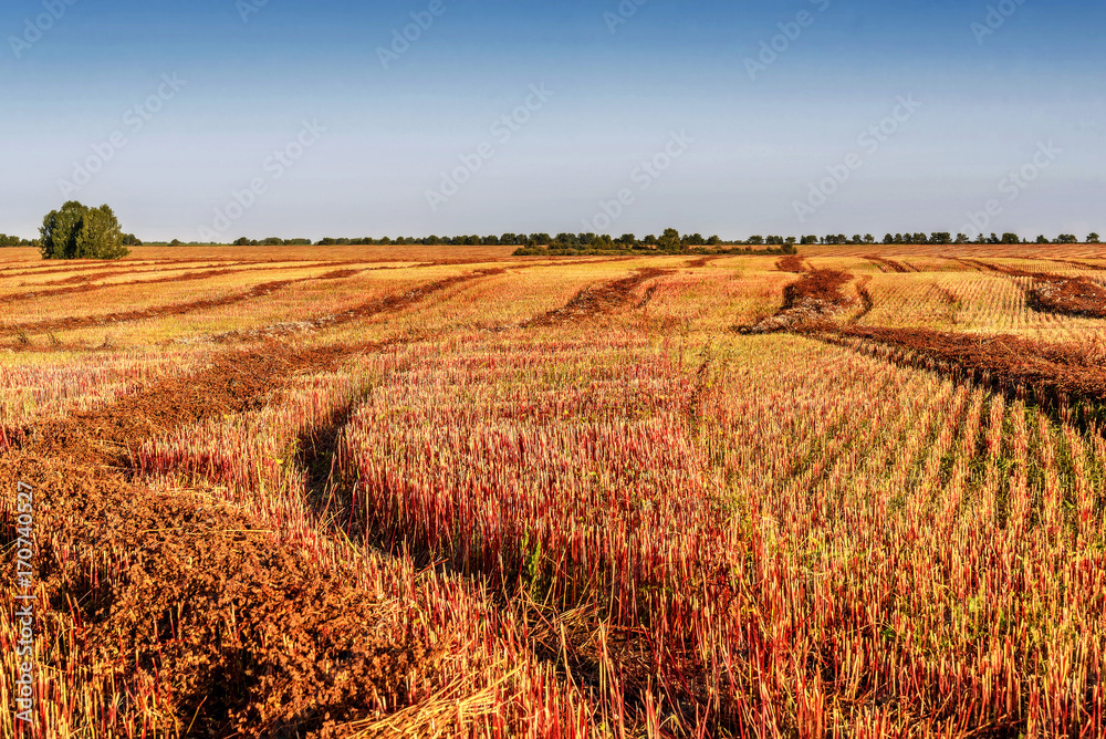 field straw buckwheat harvest agriculture