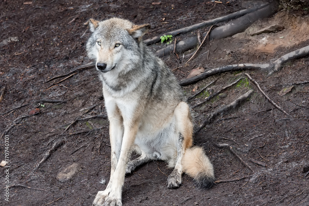 Fototapeta premium Loup Gris