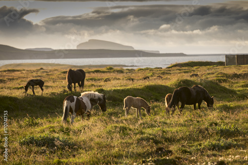 Fototapeta Naklejka Na Ścianę i Meble -  herd of icelandic horses in sunset, iceland