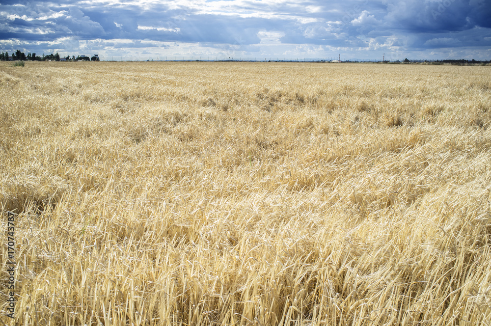 Obraz premium Wheat crops field with cloudy windy sky