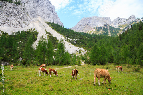Kühe auf einer Alm in den Alpen. Slowenien, Julische Alpen, Krma, Malo Polje. 25.08.2017.