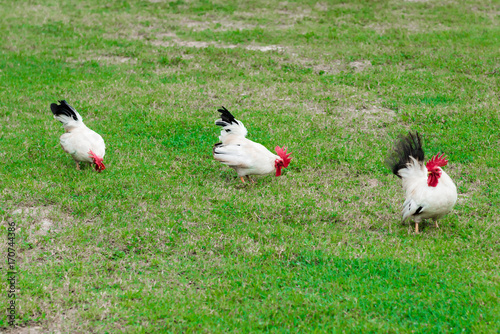 Three free range wild white roosters feeding on the grass lawn petting farm