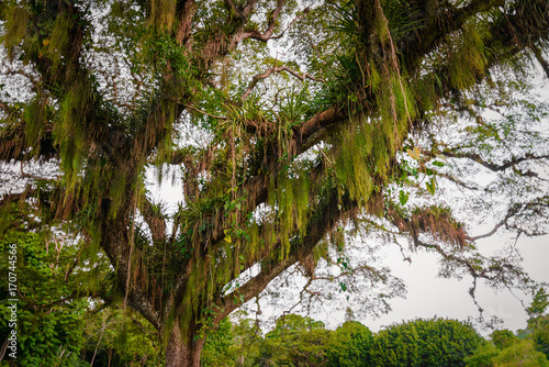 Huge broad tropical forest tree viewed from below Caribbean Trinidad and Tobago