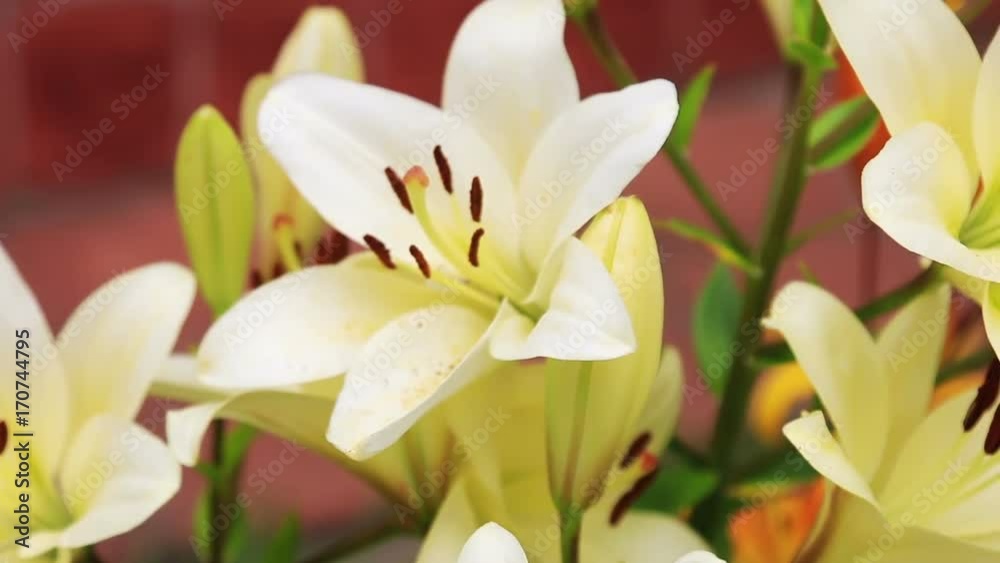 Lily flowers grow in the summer garden. Dolly video Lily flowers grow in the summer garden. Dolly video
