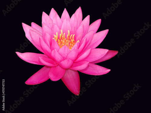  water, lily, lotus, flower, pond, pink, nature, beautiful, waterlily, plant, beauty, aquatic, blossom, summer, natural, bloom, green, reflection, petal, leaf, background, white, flora, blooming, bo