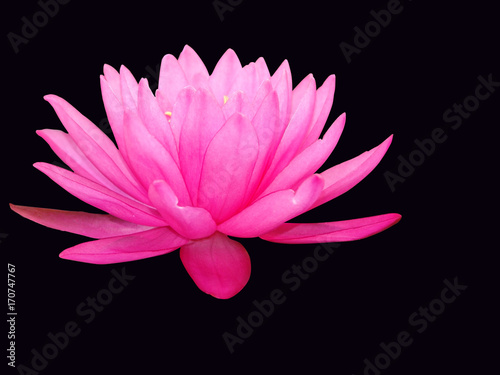  water, lily, lotus, flower, pond, pink, nature, beautiful, waterlily, plant, beauty, aquatic, blossom, summer, natural, bloom, green, reflection, petal, leaf, background, white, flora, blooming, bo