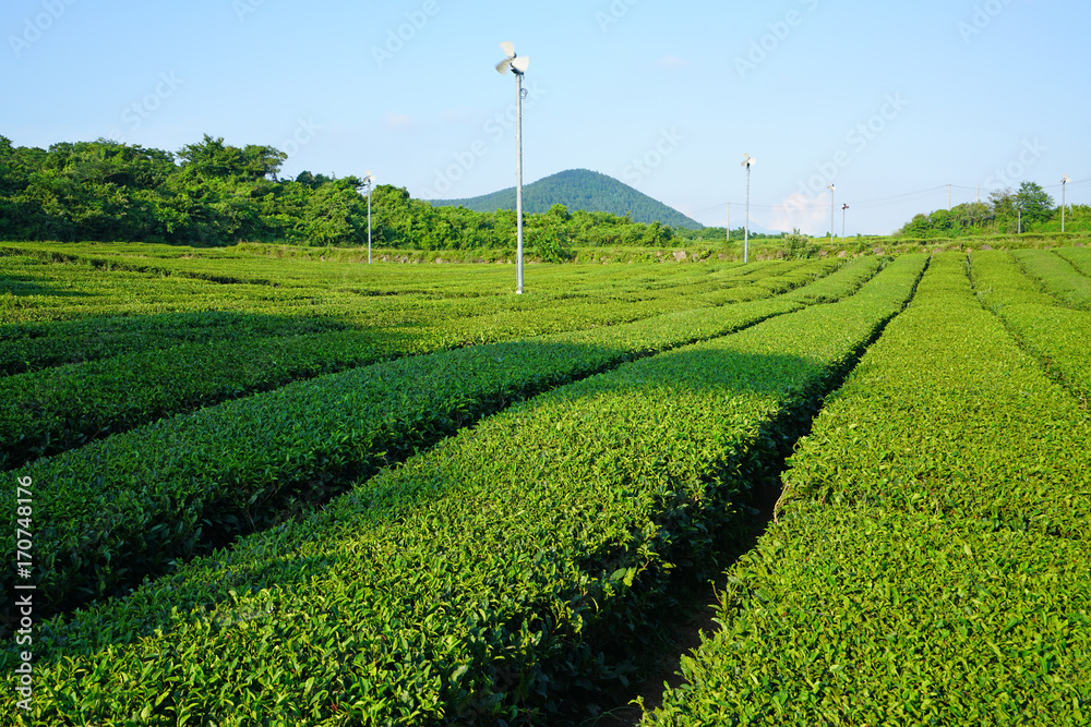 Green tea plantation growing in Jeju Island, South Korea