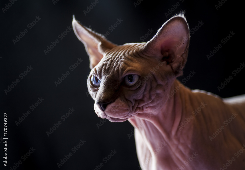 Sphynx cat portrait