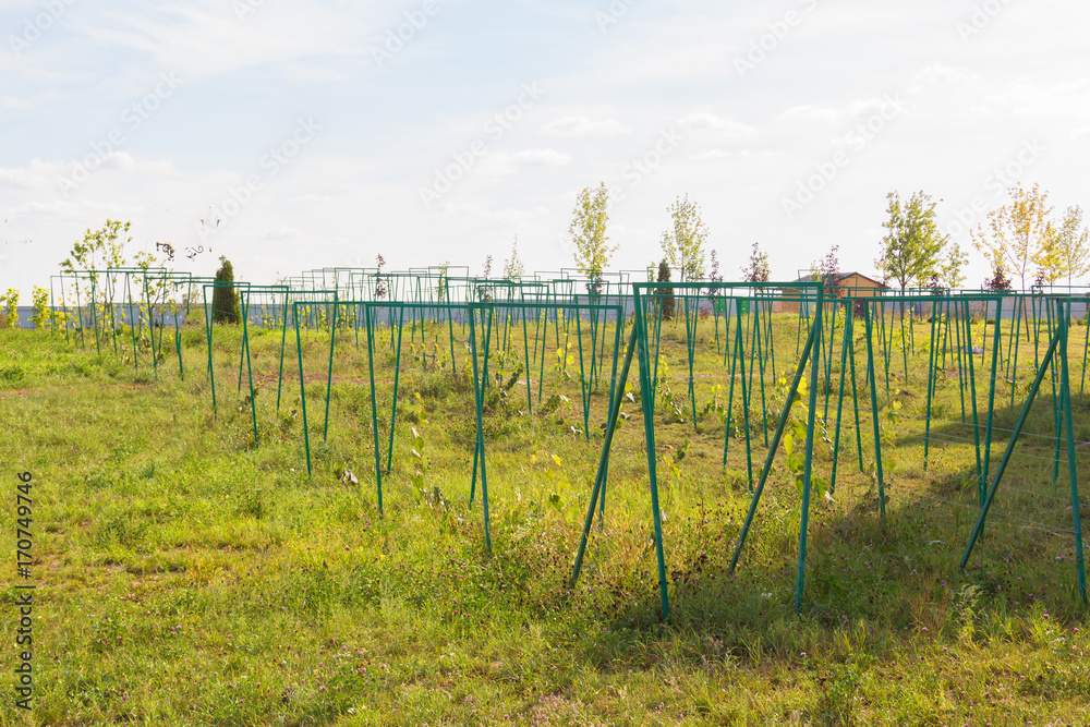 Obraz premium Young vineyards