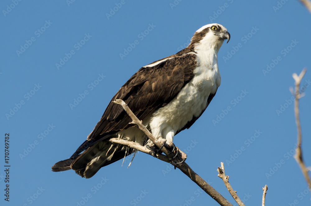 Balbuzard pêcheur, Pandion haliaetus, Western Osprey Balbuzard pêcheur, Pandion haliaetus, Western Osprey