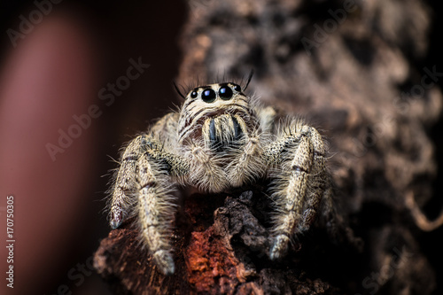 jumping spider Hyllus on a dry bark , extreme close up, Spider in Thailand