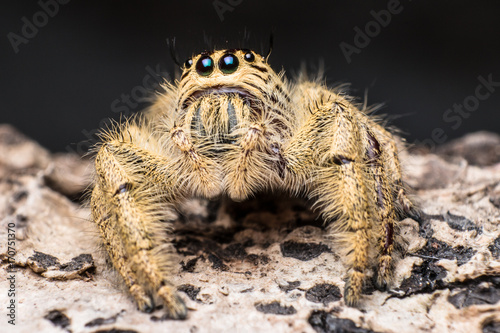 jumping spider Hyllus on a dry bark, extreme close up, Spider in Thailand