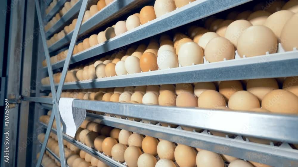 Eggs rack, eggs shelves in an incubator. 4K.