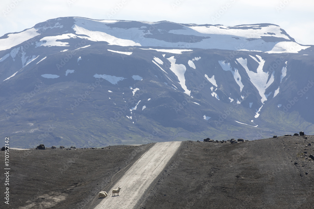 sheep on mountain road f 35 kjolur route in iceland
