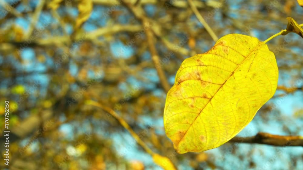 Single ash tree leaf III Single ash tree leaf III