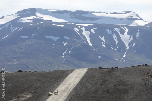 Obraz na płótnie sheep on mountain road f 35 kjolur route in iceland w salonie