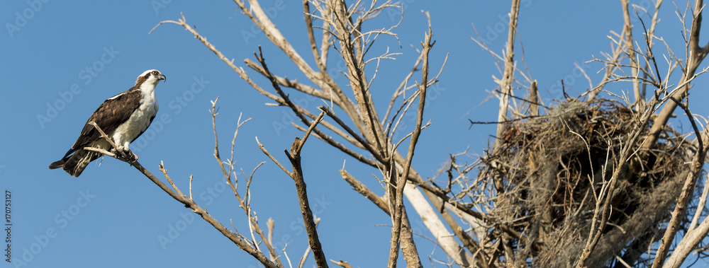 Naklejka premium Balbuzard pêcheur, nid, Pandion haliaetus, Western Osprey