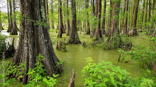 Fotografia Louisiana Swamp and Cypress Trees at Cypress Island Preserve