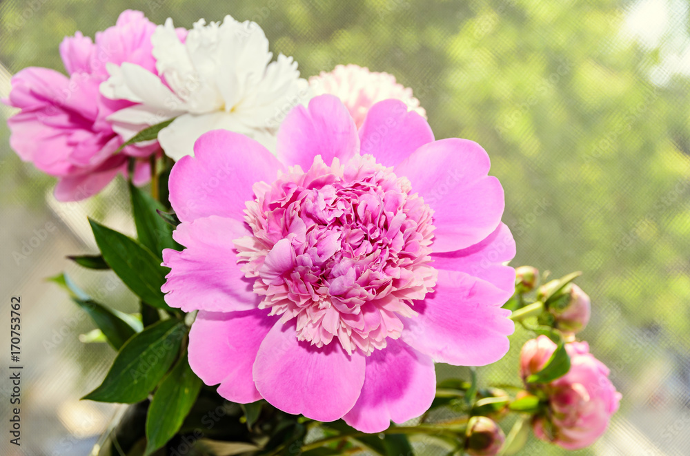 Pink peony flower with bud, bokeh blur background, genus Paeonia, family Paeoniaceae Pink peony flower with bud, bokeh blur background, genus Paeonia, family Paeoniaceae