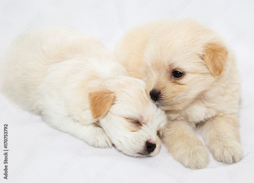 puppies are playing and sleeping together on the white fabric backdrop in studio