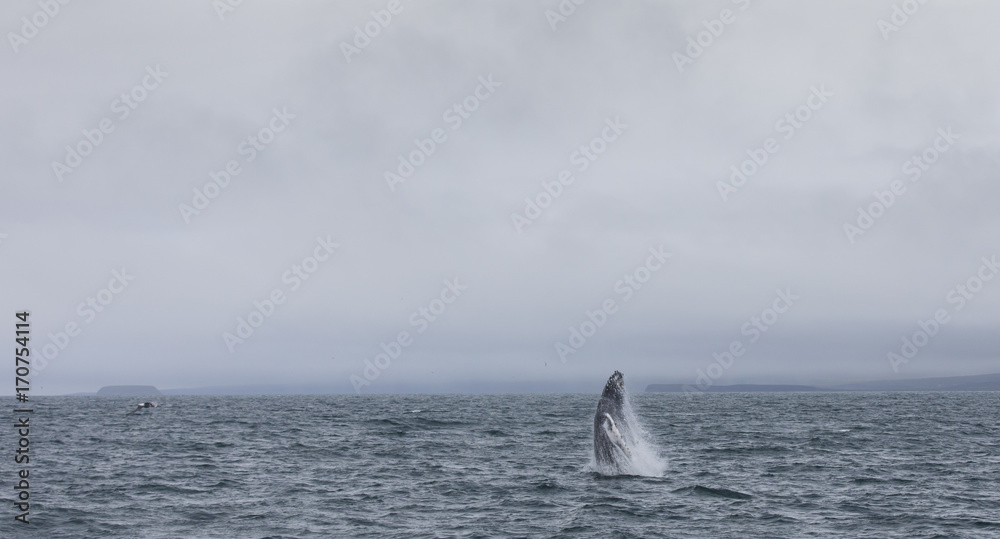 Fototapeta premium humpback whale