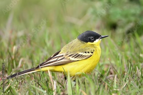 Close up portrait black headed wagtail on the grass photo