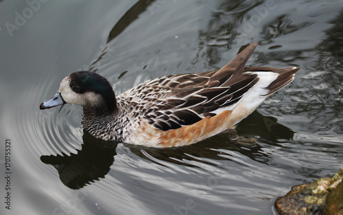 Chiloe wigeon (Mareca sibilatrix) photo