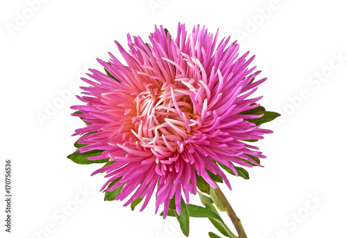 Close-up of pink aster isolated on a white background