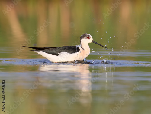 Black winged stilt with water reflection in soft morning light swimming with splash