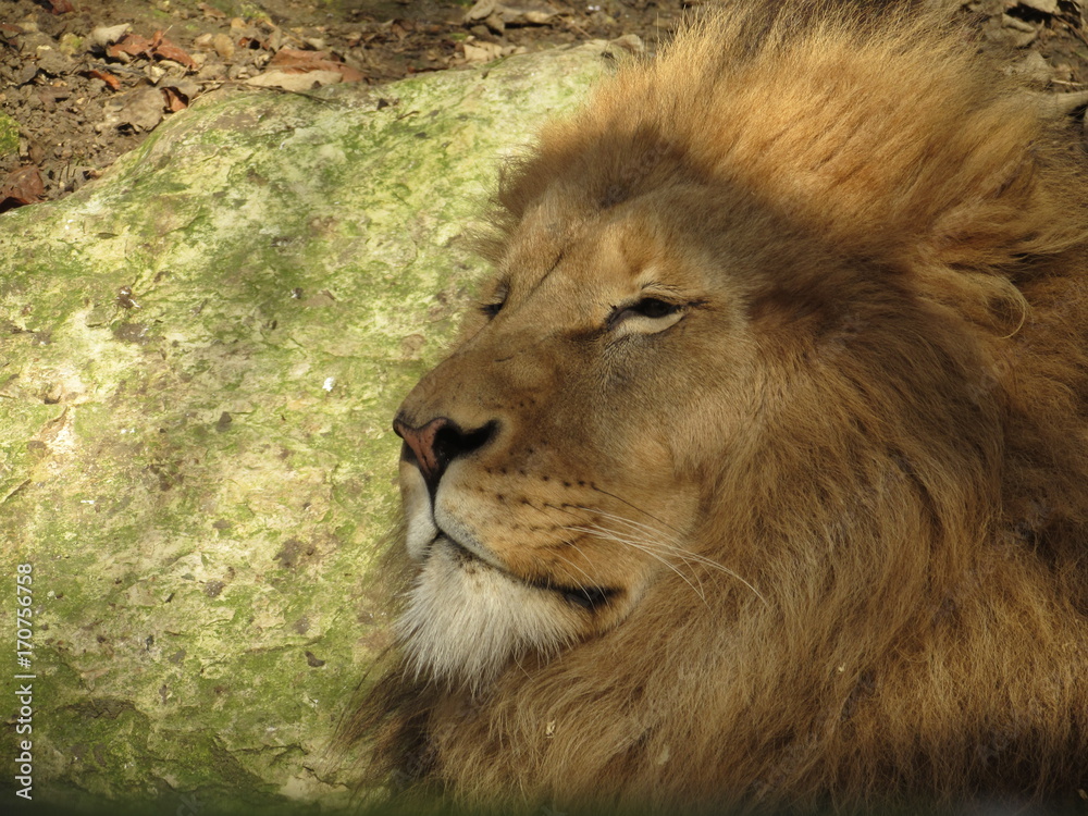 Naklejka premium lion