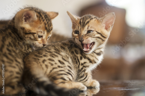 Two bengal kittens