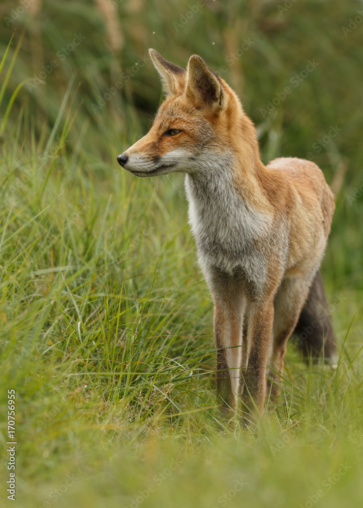 Juvenile Red fox in nature Juvenile Red fox in nature