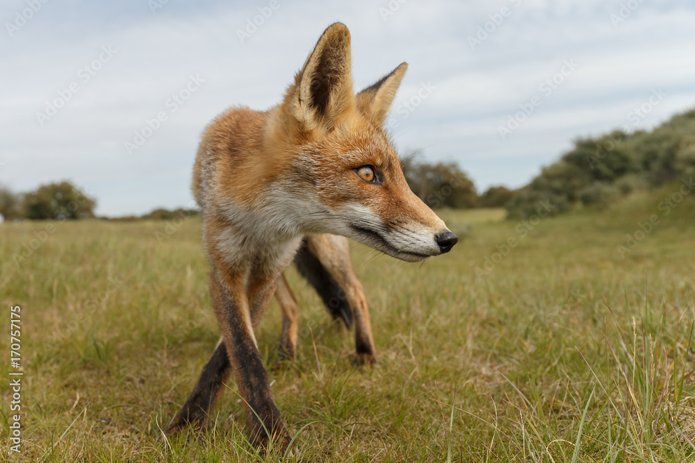 Fototapeta premium Juvenile Red fox in nature