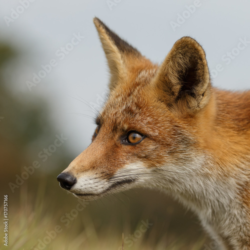 Juvenile Red fox in nature