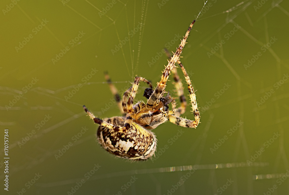 European Garden Spider or Cross Orb-Weaver Eating a Captured Fly European Garden Spider or Cross Orb-Weaver Eating a Captured Fly