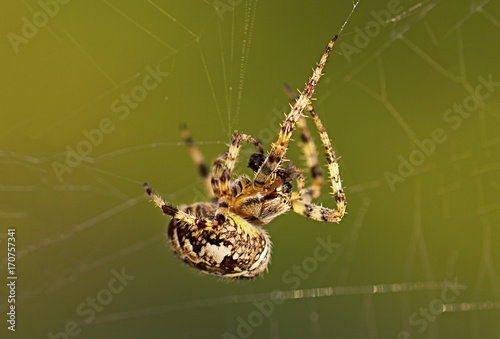 European Garden Spider or Cross Orb-Weaver Eating a Captured Fly