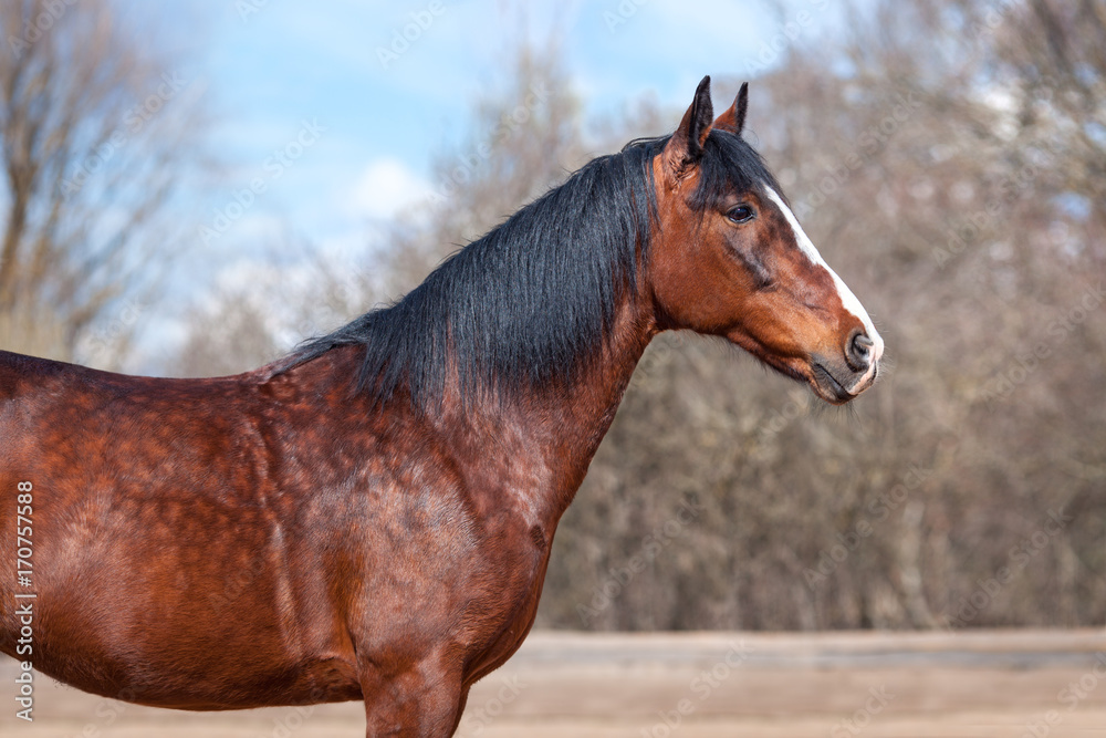 Portrait of Bay horse on a background of trees Portrait of Bay horse on a background of trees