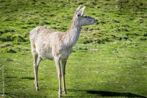 White Lipped Deer