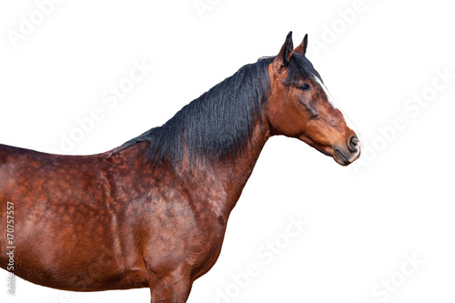 Portrait of a horse on a white background.